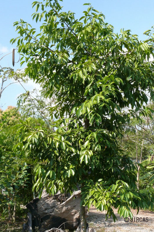 Garcinia cowa